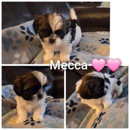 Mecca - Brindle female Shih Tzu puppy in Tucson, Arizona from Jocelyn DeMarco's Shih Tzus