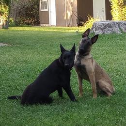 Belgian Malinois and Boston Terrier All Grown Up from SB & Raksha