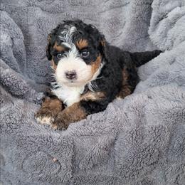 Dash - Tri-color male Bernedoodle puppy in East Earl, Pennsylvania from Mountainside Puppies
