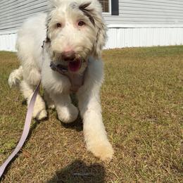 Bernedoodle, Sheepadoodle, and Whoodle Puppies from Wonderland’s Boujie Kennels