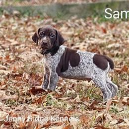 German Shorthaired Pointer Puppies from Jenny Ridge Kennels