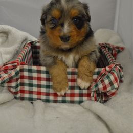 Packer - Blue merle male Australian Shepherd puppy in Guthrie, Oklahoma from BB Blu Aussies