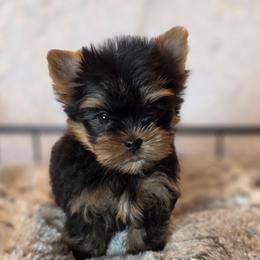 Baby boy - Black and gold male Yorkshire Terrier puppy in Luray, Tennessee from Little Angel Yorkies