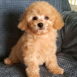 General- Toy-Mini Poodle - Apricot male Poodle puppy in Falcon, Missouri from Cedar House Heritage Poodles | AKC Toy & Miniature Poodle Puppies Raised in Home