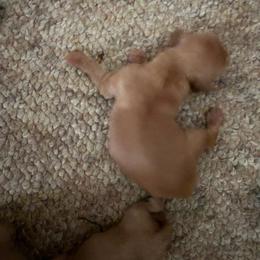 Giselle girl - Red female Cockapoo puppy in Haines City, Florida from Camic Cockapoos