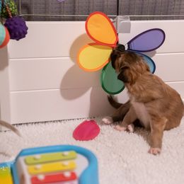 Silken Windhound Puppies from Redshift Silken Windhounds