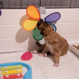 Silken Windhound Puppies from Redshift Silken Windhounds
