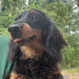 Lil Wayne - Dachshund
