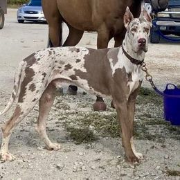 Thor - Great Dane