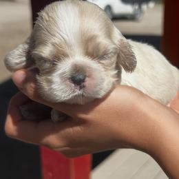 Jinx - Buff and white female Cocker Spaniel puppy in Fairview, Utah from Hidden Valley Cocker Spaniels