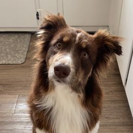 Finley - Miniature Australian Shepherd