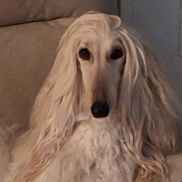 Sparkle - Afghan Hound