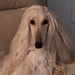 Sparkle - Afghan Hound