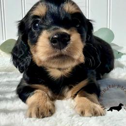 Black and Cream - Black and cream female Dachshund puppy in Nampa, Idaho from Long_and_Low_Dachshunds