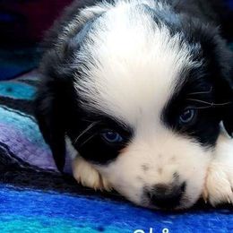Miniature Australian Shepherds from SkipaMoon Mini Aussies