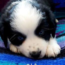 Miniature Australian Shepherds from SkipaMoon Mini Aussies
