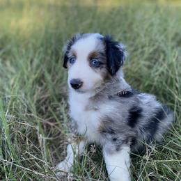 Miniature Australian Shepherd Puppies from Akasta Aussies