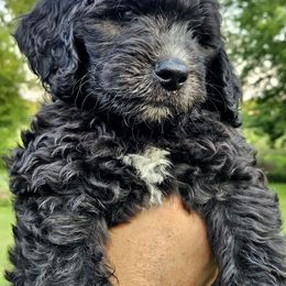 BOOMER - Black male Goldendoodle puppy in Jeddo, Michigan from Bert's Doodles