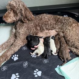 Brown Girl - Red  female Goldendoodle puppy in Toledo, Ohio from Avery Doodle Day LLC