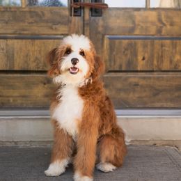 bourbon - Bernedoodle