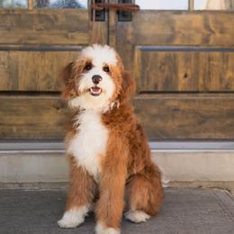 bourbon - Bernedoodle