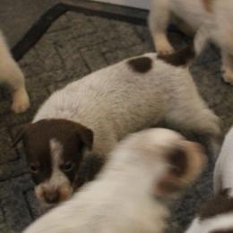 Michonne - Red speckled female Australian Cattle Dog puppy in Casa Grande, Arizona from Sonoran Dogz