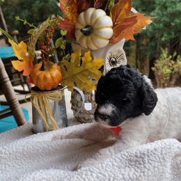 Goldendoodle Puppies from Sisson Goldendoodles