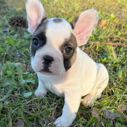 Spark - Fawn and white male French Bulldog puppy in Lakeland, Florida from Fur Love And Puppies