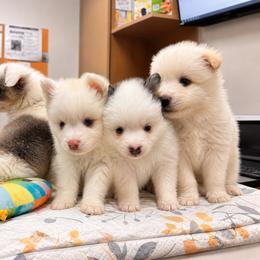 Pomsky Puppies from Blue Heaven Pomsky