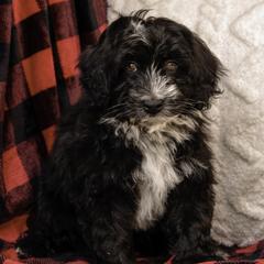 Yellow Collar Girl - Black and white Assorted Doodle Crosses puppy in Hebron, Indiana from Duneland Doodles
