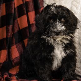 Yellow Collar Girl - Black and white Assorted Doodle Crosses puppy in Hebron, Indiana from Duneland Doodles