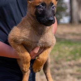 Lincoln - Fawn male Belgian Malinois puppy in Lincoln, Nebraska from Nebraska K9