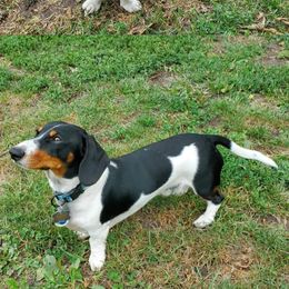 Tsisdu  (Gis Du) - Dachshund