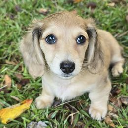Dachshund puppies from Jennifer's Dachshunds