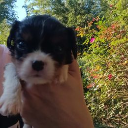 Demetrius - Tri-color male Cavalier King Charles Spaniel puppy in Villa Rica, Georgia from Georgia Alabama Cavaliers