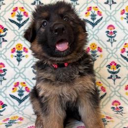 Fanta - Black and red female German Shepherd puppy in Coplay, Pennsylvania from By My Side Germans Shepherds & Dobermans