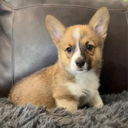 MN - F2 - Sable female Pembroke Welsh Corgi puppy in Stockton, Iowa from Infinity Corgis
