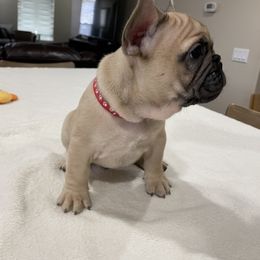 French Bulldog Puppies from Fabi's French Bulldogs