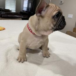 French Bulldog Puppies from Fabi's French Bulldogs