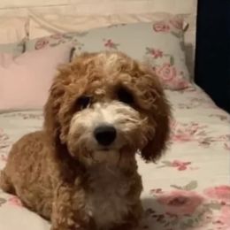 Livie - Goldendoodle