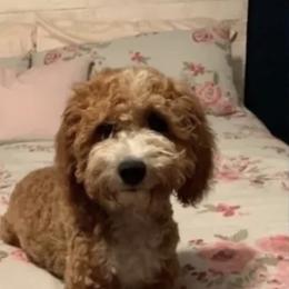 Livie - Goldendoodle