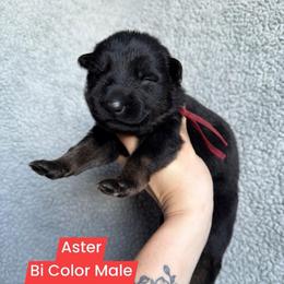 Aster - Bi-color male German Shepherd puppy in New Cambria, Missouri from Des Hausraben Shepherds
