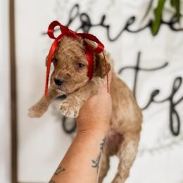 Maple - Apricot female Goldendoodle puppy in Hopkins County, Texas from Boutique Doodles