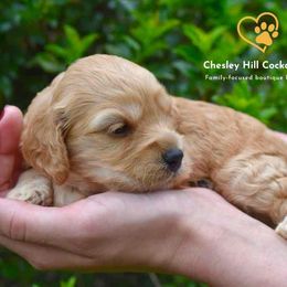 Cockapoo Puppies from Chesley Hill Cockapoos