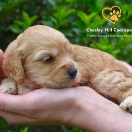 Cockapoo Puppies from Chesley Hill Cockapoos