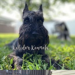 Amelia - Miniature Schnauzer