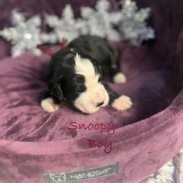 Snoopy - male Golden Mountain Doodle puppy in Rockville, Minnesota from Bracha Poodles & Doodles