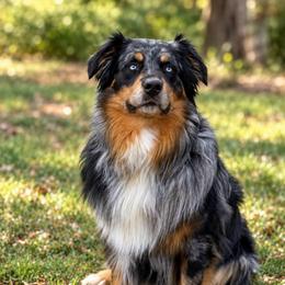 Eli - Australian Shepherd