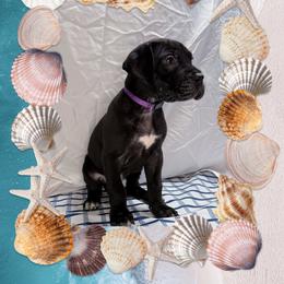 Jade - Black and white female Great Dane puppy in Gonzales, Louisiana from Anstatt House Of Danes
