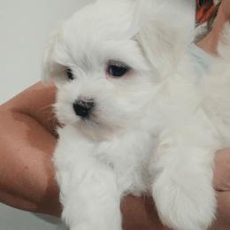 Lyric - White male Maltese puppy in Ludington, Michigan from OT Maltese & Co